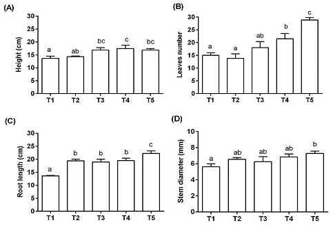 Response of S. lycopersicum plants to natural zeolite incorporated to substrates mixtures. T1 = 100:0:0; T2 = 70:30:0; T3 = 70:20:10; T4 = 70:10:20 and T5 = 70:0:30 (peat moss: perlite: zeolite (v:v) respectively). Error bars represent the standard error of the mean (n=12); columns within the same graph with different letter are statistically different according to Tukey test (α=0.05).