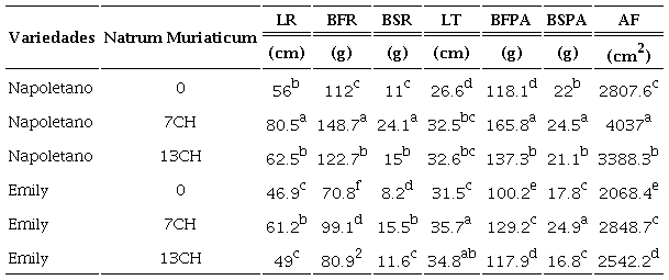 Efecto de la interacción variedades × Natrum muriaticum en las variables morfométricas de dos variedades de albahaca sometidas a estrés salino por NaCl.