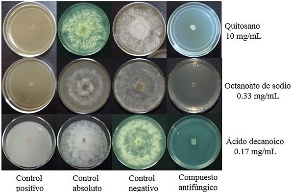 Inhibición del crecimiento micelial de B. cinerea por quitosano, octanoato de sodio y ácido decanoico. Se muestra el control positivo: Tecto 60®. Control absoluto: PDA. Control negativo: ácido acético al 1 %, pH 5.6; agua destilada estéril y etanol absoluto, para el quitosano, octanoato de sodio y ácido decanoico, respectivamente. De los compuestos antifúngicos sólo se muestra una de las concentraciones que inhibió el crecimiento del hongo en un 100 %.