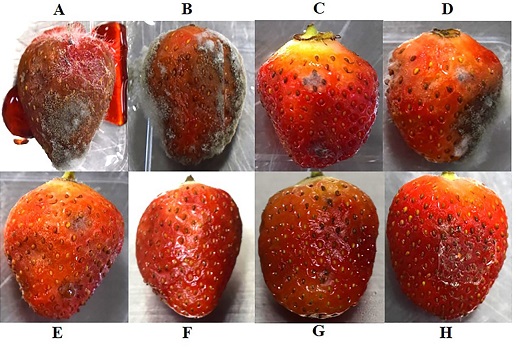 Efecto protector del quitosano, octanoato de sodio y del compósito quitosano/octanoato de sodio. A) Control absoluto: B. cinerea. B) Control negativo: B. cinerea + ácido acético al 1 %, pH 5.6. C) Quitosano 15 mg/mL. D) Octanoato de sodio 0.49 mg/mL. E) Compósito quitosano/octanoato de sodio 12.5/0.33 mg/mL. F) Compósito quitosano/octanoato de sodio 15/0.33 mg/mL. G) Compósito quitosano/octanoato de sodio 12.5/0.49 mg/mL. H) Compósito quitosano/octanoato de sodio 15/0.49 mg/mL.