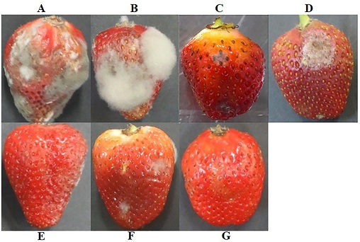Efecto protector del quitosano, ácido decanoico y del compósito quitosano/ácido decanoico y ácido decanoico. A) Control absoluto: B. cinerea. B) Control negativo: B. cinerea + etanol absoluto + ácido acético al 1 %, pH 5.6. C) Quitosano 15 mg/mL. D) Ácido decanoico 0.51 mg/mL. E) Compósito quitosano/ácido decanoico 12.5/0.51 mg/mL. F) Compósito quitosano/ácido decanoico 15/0.34 mg/mL. G) Compósito quitosano/ácido decanoico 15/0.51 mg/mL.