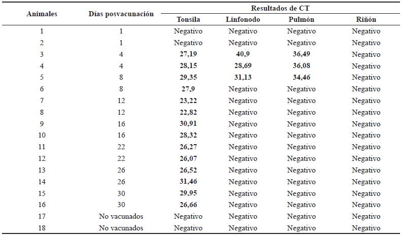 Resultados de la RT-PCR en tiempo real en muestras de órganos de cerdos vacunados.