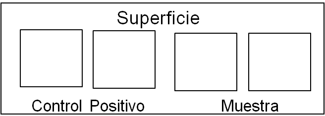 Disposici&oacute;n de las muestras y controles en
la superficie
