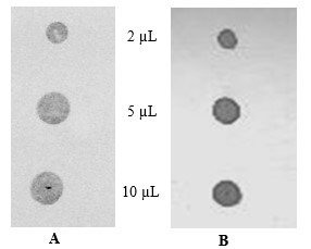 Evaluaci&oacute;n del volumen de aplicaci&oacute;n. A:
AcM anti-PsVi; B: AcM anti-TD; 2,5 y 10 &micro;L,
volumen de aplicaci&oacute;n de las muestras.