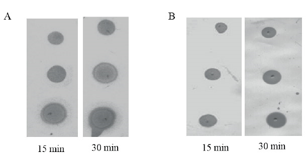 Evaluaci&oacute;n del tiempo de incubaci&oacute;n para los
dos ant&iacute;genos con las condiciones antes escogidas. A: AcM anti-PsVi. B: AcM anti-TD.