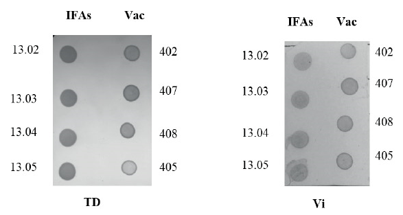 Evaluaci&oacute;n de varios lotes de IFAs y vacunas
(Vac) para los dos ant&iacute;genos con las condiciones establecidas: (5 &micro;L volumen de aplicaci&oacute;n; 15 min tiempo de incubaci&oacute;n; 2 y
2,5 concentraci&oacute;n de AcM para TD y Vi respectivamente). 402, 405, 407 y
408, lotes de formulaciones vacunales estudiadas; 13.02, 13.03, 13.04 y 13.05,
lotes de IFAs.