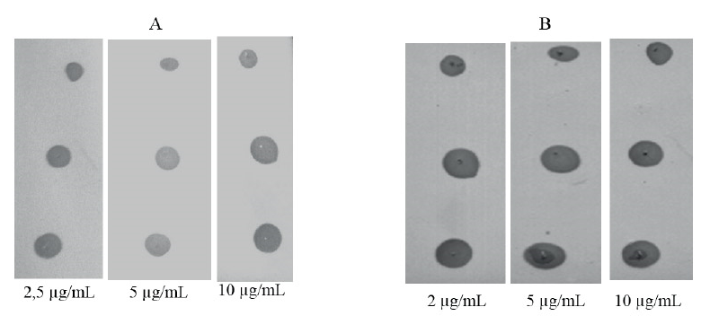 Evaluaci&oacute;n de la concentraci&oacute;n &oacute;ptima de
AcM. A: AcM anti-PsVi. B:
AcM anti-TD, Los valores de concentraci&oacute;n que aparecen son referidos a
las concentraciones de AcM estudiadas en cada caso. En cada caso se aplicaron 5
&micro;L de la IFA en estudio.