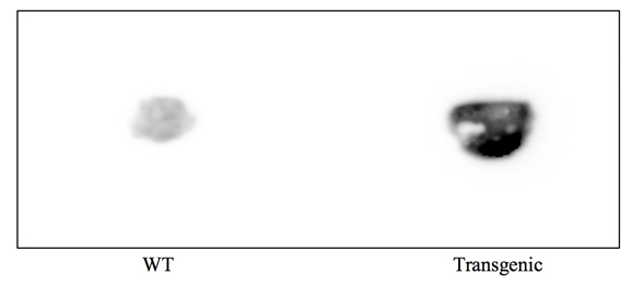 Chemiluminescence detection of secreted osmotin.
A wild type and transgenic (pOsmotin+P5-BD) plant were placed on the HybondTM C- extra paper. The histidine tag that
is attached to the recombinant osmotin protein was
visualized using anti- His antibodies.