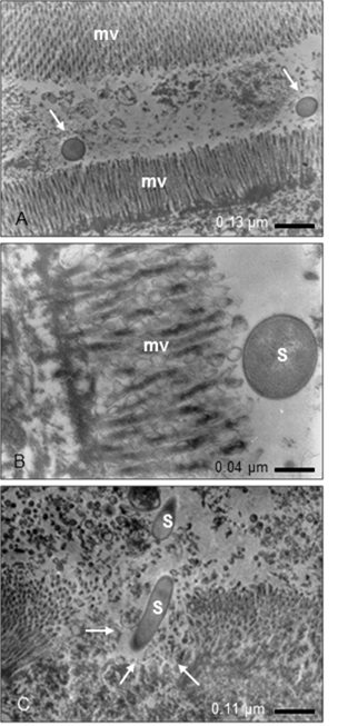 Microfotograf&iacute;as representantivas de la adherencia e invasi&oacute;n de c&eacute;lulas epiteliales de un asa ligada de intestino de rat&oacute;n despu&eacute;s de 60 min de infecci&oacute;n por S. TyphymuriumSL-1344 y/o LMM87 (cepas invasivas). A) Se observan bacterias (flechas) en la luz intestinal pr&oacute;ximas a las microvellosidades (mv). B) Salmonella (S) en contacto directo con la microvellosidad. C) Salmonella en proceso de penetraci&oacute;n al enterocito; se observan cambios morfol&oacute;gicos de las microvellosidades (mv) evidenciado por la invaginaci&oacute;n del epitelio (flechas). 
