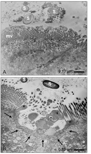 Microfotograf&iacute;as representantivas de las c&eacute;lulas epiteliales de un asa ligada de intestino de rat&oacute;n despu&eacute;s de 60 min de infecci&oacute;n por S. Typhymurium mutadas en SPI-2 (SL-1344 /∆SPI2-R y/o LMM87/∆SPI2). A) Se observan bacterias (S) muy pr&oacute;ximas a las microvellosidades (mv) con cambios morfol&oacute;gicos de estas. B) Muestra que Salmonella induce cambios evidentes en la superficie del enterocito, la cual cambia su regularidad superficial (flechas), y emite prolongaciones electrodensas (asteriscos). 