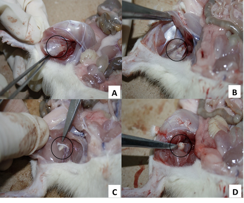 Ratas macho del grupo vacunado con VA-MENGOC-BC®. Extremidad posterior izquierda. Sitio de inoculación, A- Eutanasia realizada a los 3 días, el círculo enmarca tejido muscular donde se observa posible formación abscedada difusa, B- Eutanasia realizada a los 7 días, el círculo enmarca posible formación granulomatosa abscedada ligeramente delimitada, C- Eutanasia realizada a los 14 días, el círculo enmarca posible formación granulomatosa abscedada con mayor delimitación, D- Eutanasia realizada a los 28 días, el círculo enmarca una franca formación abscedada, bien delimitada y encapsulada.