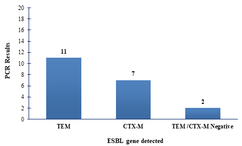 Extended-spectrum beta-lactamase producers TEM and CTX-M genes detected by PCR out of 20 ESBL positive samples by double-disk diffusion synergy test.