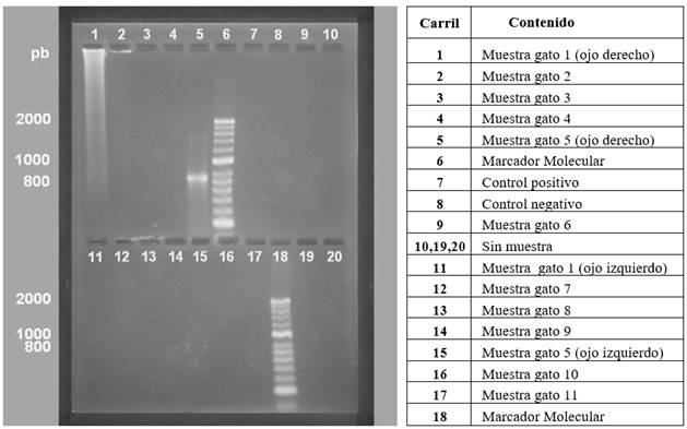 Electroforesis en gel de Agarosa 2%.