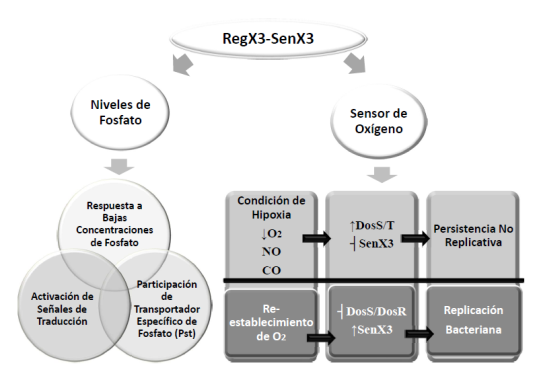 Regulación de la expresión de genes por RegX3-SenX3 de MTB según los niveles de fosfato y como sensor de oxígeno de acuerdo a lo publicado por Singh y Kumar 41.↑: Incremento. ↓: Disminución. ┤: Inhibición. NO: Óxido Nítrico. CO: Monóxido de Carbono.