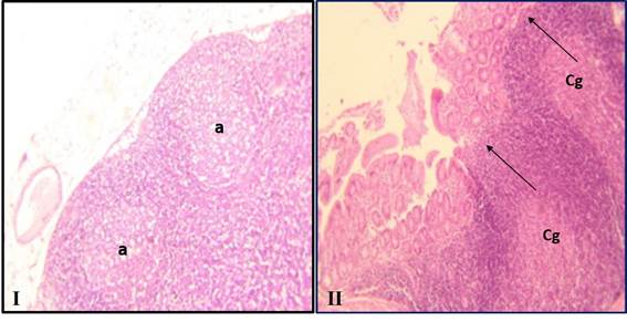 Evaluación histopatológica. I: Ganglio mesentérico y II: Placa de Peyer de rata SD del grupo vacunado, a: Folículos secundarios subcapsulares, Cg: Centro germinativo. Flechas indican hiperplasia hacia la luz de la mucosa intestinal. H.E x 10.