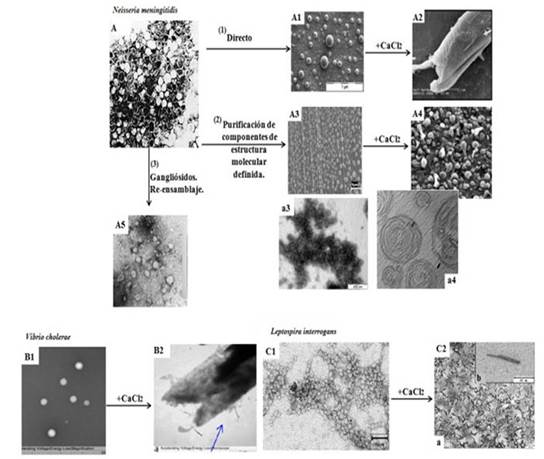 Plataforma desarrollada a partir de la tecnología vesicular o proteoliposómica. La Figura está compuesta por un conjunto de imágenes y representa, por medio de microfotografías electrónicas, la plataforma de formulaciones adyuvantes, de estructura proteoliposómica y coclear, desarrollada a partir de la tecnología del Instituto Finlay de Cuba, para la obtención de VME de Neisseria meningitidis B. El bloque superior con tres líneas diferentes; 1) A, A1, A2 representa nuevas VME y cocleatos a partir directamente de las originales. 2) A, A3, A4, a3, a4 representa una nueva generación de nano-VME y nano-cocleatos y 3) Directamente de las VME originales se obtienen PLS muy pequeños (VSSP) con gangliósidos. Las 4 fotos del bloque inferior representan la aplicación de la tecnología vesicular a vacunas de cólera (B1, B2) y de leptospira (C1, C2). 