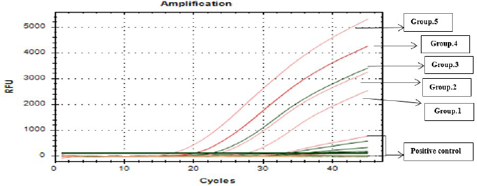Amplification curve obtained during RT-PCR Positive control (accession no. KM288609): (1) (challenged SPF chickens without treatment), (2), (3), (4) and (5) SPF chickens were treated with 0.5, 1, 1.5 and 2 g of SP/kg ration, and negative control (non-infected allantoic fluid). 