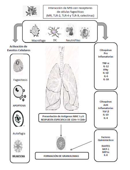 Respuesta Inmune contra Mycobacterium tuberculosis en pulmón. MR: Receptor de Manosa. TLR: Receptores toll. DC: Células Dendríticas. NK: Células asesinas naturales. TNF: Factor de Necrosis Tumoral. IL: Interleuquina. IFN: Interferón.