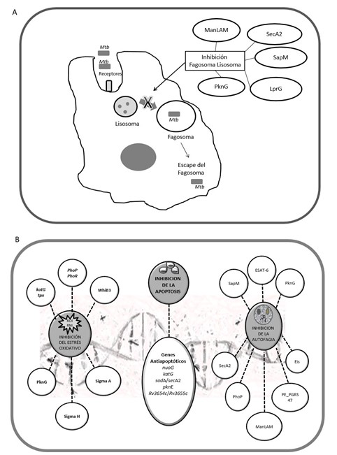 A: Factores de Virulencia de M. tuberculosis que participan en la inhibición fagosoma-lisosoma. B: Factores de Virulencia de M. tuberculosis involucrados en la inhibición del estrés oxidativo, apoptosis y autofagia. ROI: Intermediarios de Oxígeno Reactivo. RNI: Intermediarios de Nitrógeno Reactivo.