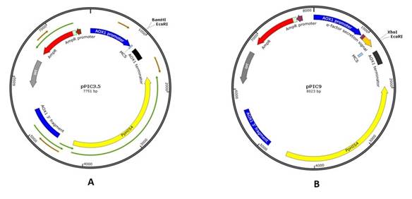 Physical maps of transfer vectors pPIC3.5 (A) and pPIC9 (B)