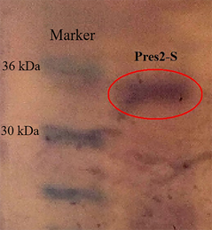 The result of the immunoblot of the recombinant protein PreS2-S.