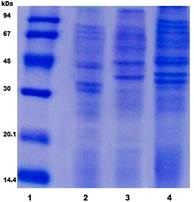 Perfil de proteínas de cada VME derivada de las cepas de Salmonella obtenido en el SDS-PAGE (12,5% de acrilamida). Línea 1: PPM, Línea 2: VME-S. Paratyphi A, Línea 3: VME- S. Enteritidis, Línea 4: VME-S. Typhimurium.