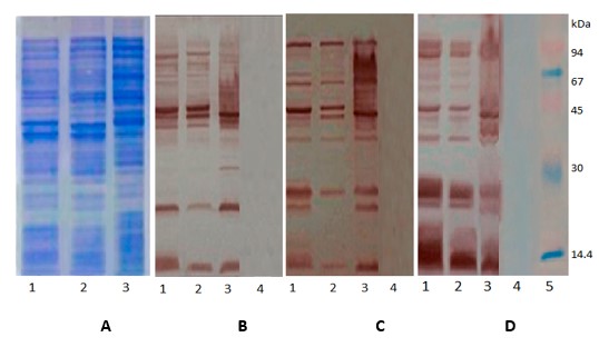 2. SDS-PAGE de los lisados celulares (A): Línea 1: Lisado celular de S. Paratyphi A, Línea 2: Lisado celular de S. Enteritidis, Línea 3: Lisado celular de S. Typhimurium. Western blot de los lisados celulares enfrentados a: suero Anti-VME-S. Paratyphi A (B), suero Anti-VME-S. Enteritidis (C) y suero Anti-VME-S. Typhimurium (D). En todos los casos la Línea 1 corresponde a: Lisado celular de S. Paratyphi A, Línea 2: Lisado celular de S. Enteritidis, Línea 3: Lisado celular de S. Typhimurium, Línea 4: PBS y Línea 5: PPM.