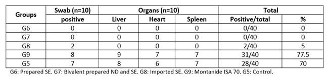 Re-isolation rates of Salmonella Enteritidis from liver, heart blood and spleen in vaccinated and control groups.
