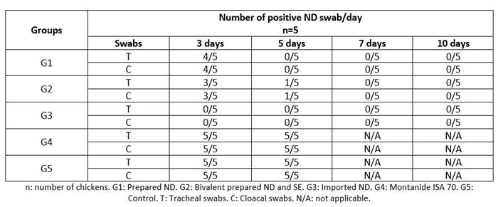 Frequency of NDV isolation (shedding test) of challenged control and vaccinated groups.