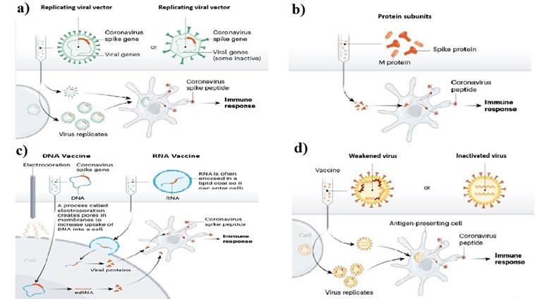 a) Replicating and non-replicating viral vectore vaccine platform, b) Protein subunit vaccine platform, c) Nucleic acid (DNA/RNA) vaccine platform, d) Live attenuated and inactivated vaccine strategy. Source: (Callaway, 2020)24.
