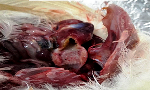 Post challenge lesion, post mortem inspection, showing pin pointed hemorrhages at the proventriculus.