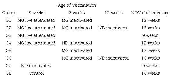 Vaccination-challenge groups design.