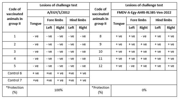 Detection of characteristic FMD lesions after homologous challenge (A/EGY/1/2012) or heterologous challenge with FMDV-A-Egy-AHRI-RL385-Ven-2022 in cattle vaccinated with a local commercial trivalent inactivated FMD virus vaccine (batch 1).