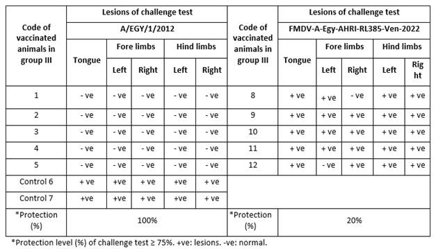 Detection of characteristic FMD lesions after homologous challenge A/EGY/1/2012 and heterologous challenge with FMDV-A-Egy-AHRI-RL385-Ven-2022 in cattle vaccinated with an imported inactivated FMD virus vaccine (batch 2).