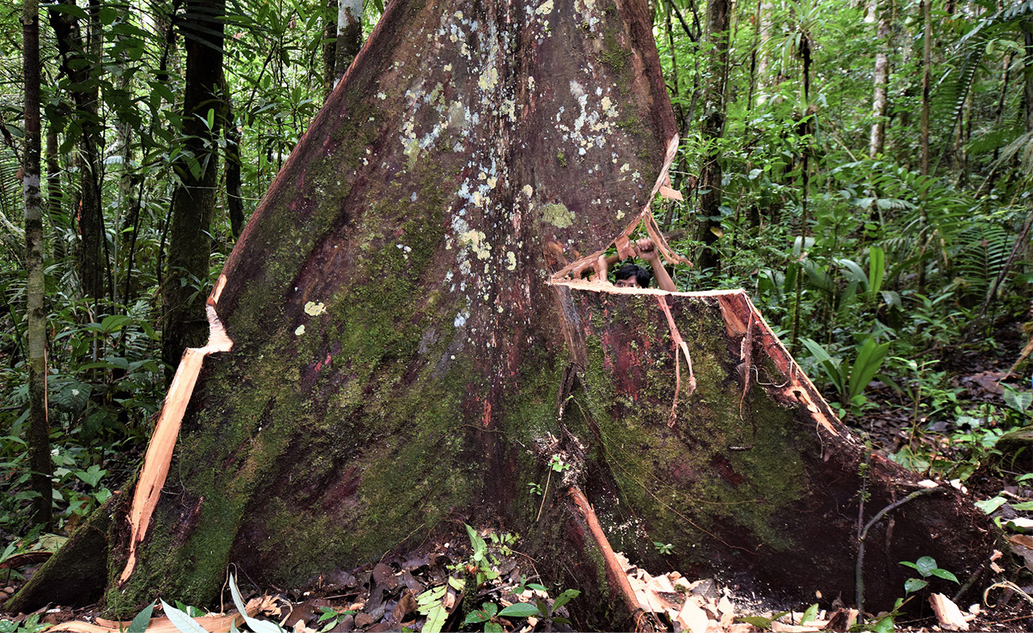 Martes, recolecci&oacute;n de shuat. N&uacute;mi shuat (&aacute;rbol de shuat)