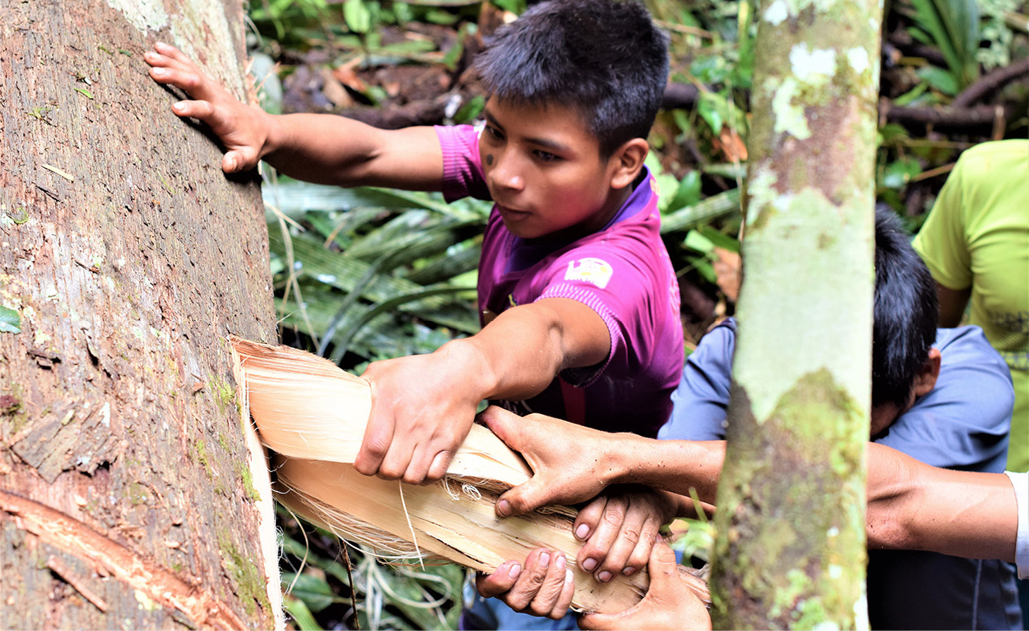 Martes, recolecci&oacute;n shuat. Una vez que el &aacute;rbol cae a tierra, los recolectores retiran la corteza del &aacute;rbol