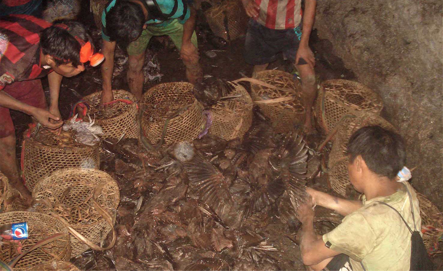 Recolecci&oacute;n de tayu