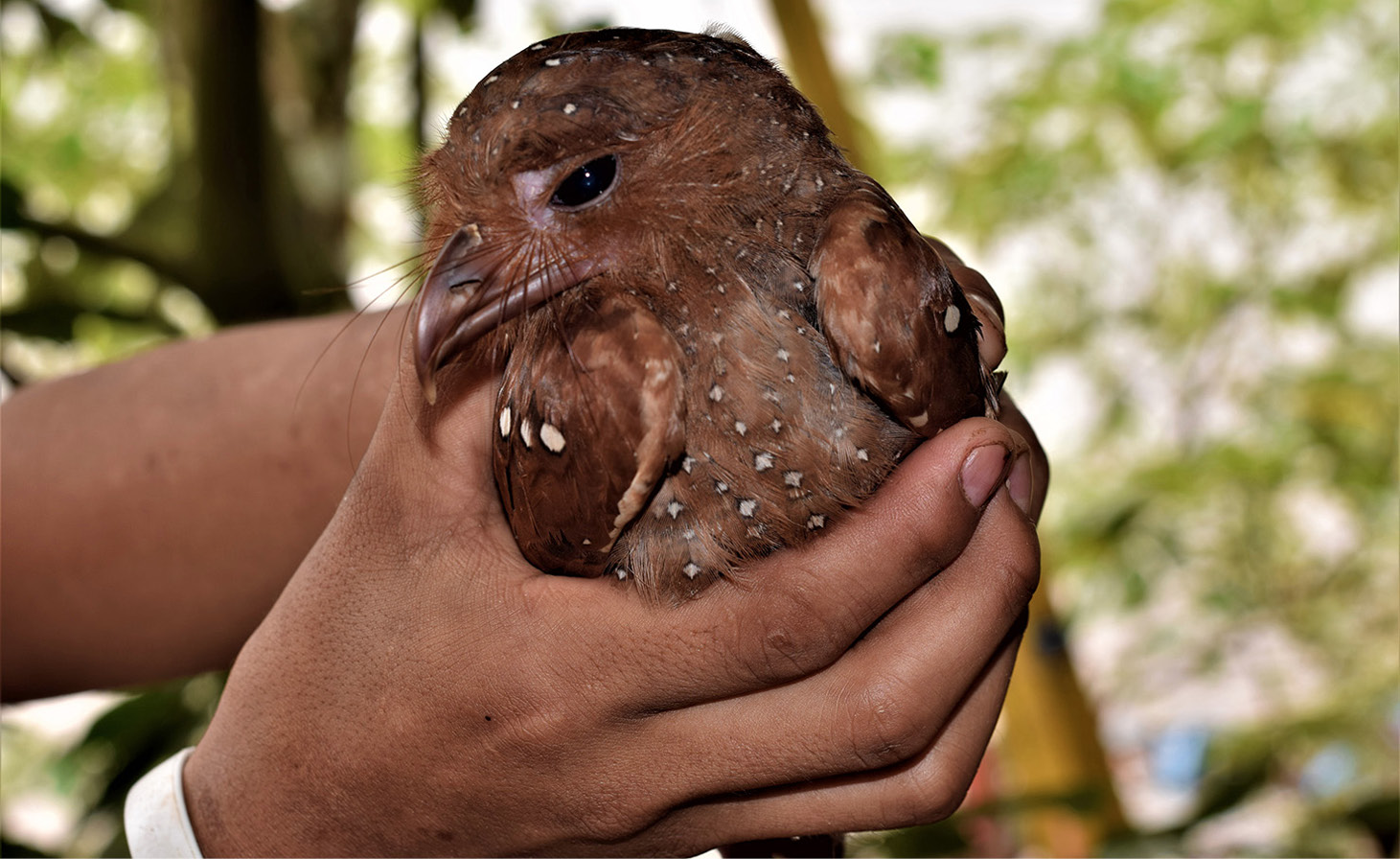Gu&aacute;charo o tayu (Steatornis Caripensis)