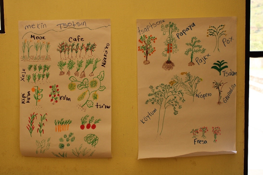 Dibujo de Orqudeas sobre la importancia  de producir los propios alimentos