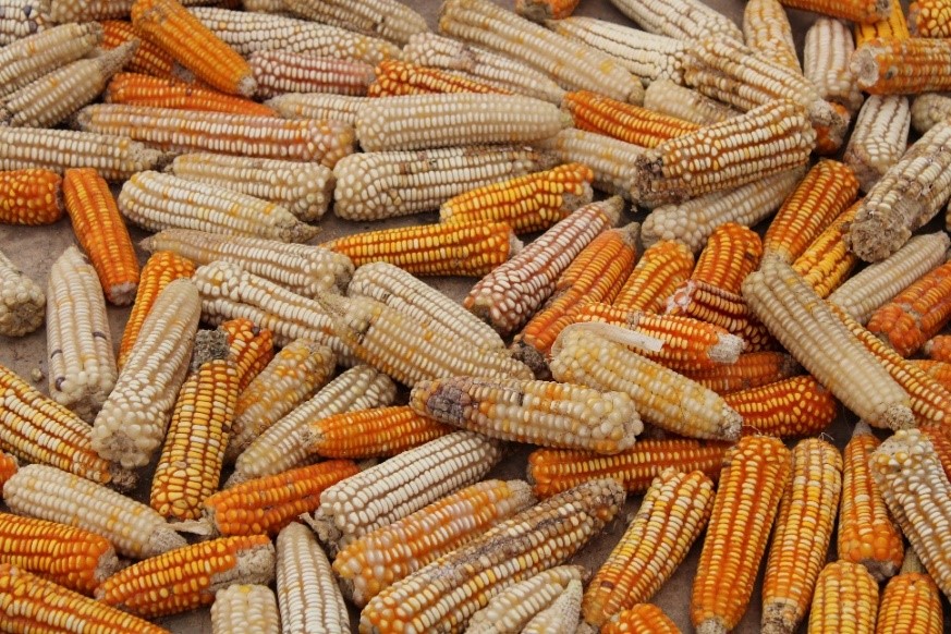 Maz nativo de Moctum, esencial  para una alimentacin equilibrada