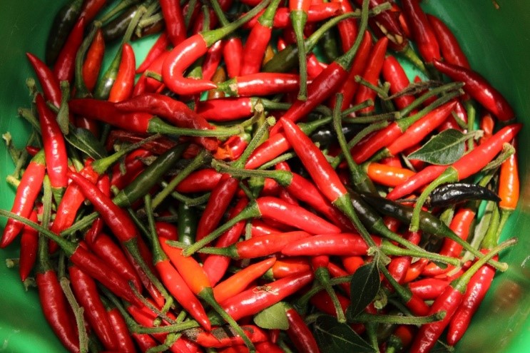 Chiles recin cosechados en la comunidad  de San Marcos Moctum