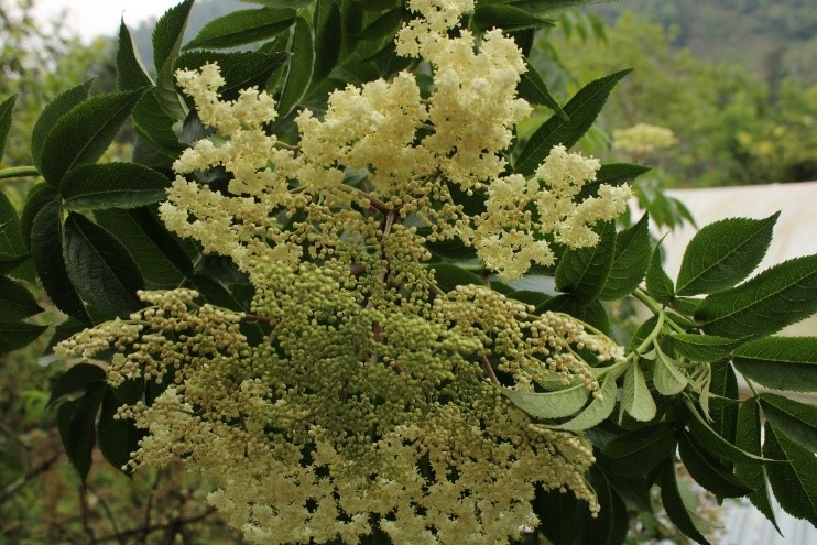 Flor de sauco, planta medicinal de San Marcos Moctum