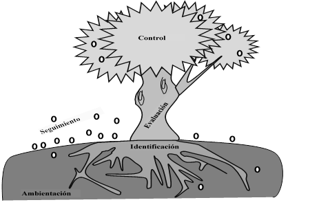 Fases de la gestión de riesgos