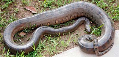 Cobras da Amazônia – ACA – Associação Comercial do as