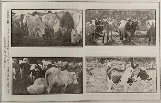 Fazenda Aparecida - Album de Rio Preto - 1918-1919.