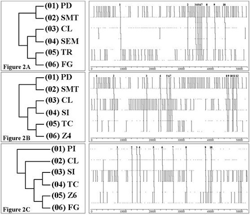 T-Pattern que representa el pie hábil del ejecutante con los distintos movimientos y zona de lanzamiento del penal.