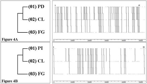 T-pattern que relaciona la pierna hábil del tirador (pd, pi) con la carrera previa al lanzamiento (cl) y su finalización en gol (fg).
