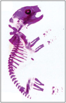 Neonato de rat&oacute;n preparado con la t&eacute;cnica de diafanizaci&oacute;n
y tinci&oacute;n simple (rojo S de alizarina: tejido &oacute;seo)