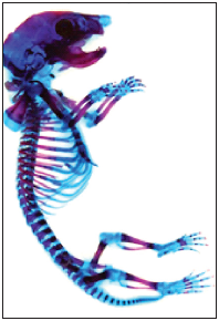 Feto
de rat&oacute;n preparado con la t&eacute;cnica de diafanizaci&oacute;n y
tinci&oacute;n doble (rojo S de alizarina [tejido &oacute;seo] y azul alci&aacute;n
8 GX [tejido cartilaginoso])