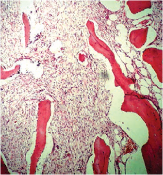 Corte
histol&oacute;gico a 10X
